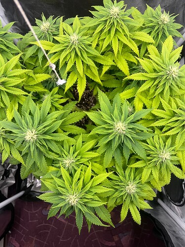 Growreport Bild 8