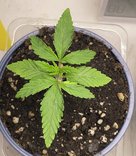 Growreport Bild 24