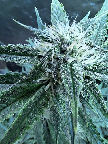 Growreport Bild 18