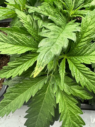 Growreport Bild 6
