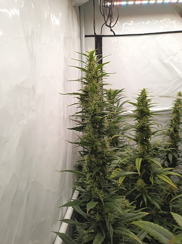 Growreport Bild 12