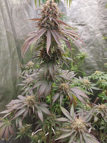 Growreport Bild 4