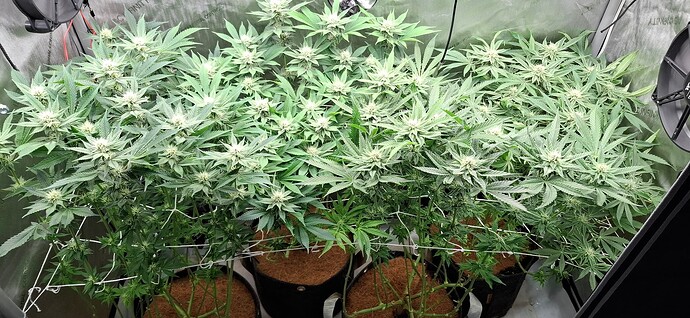 Growreport Bild 1