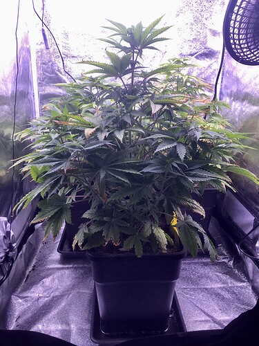 Growreport Bild 2