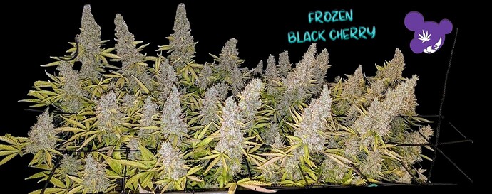 Photoroom-20250405_195147457