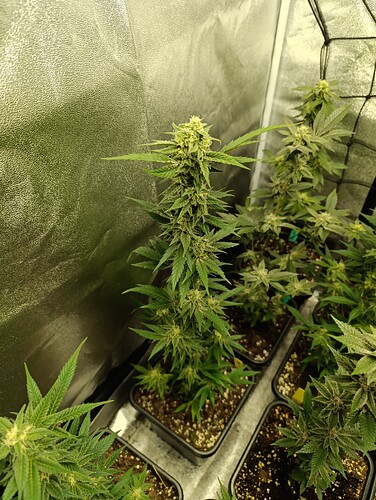 Growreport Bild 2