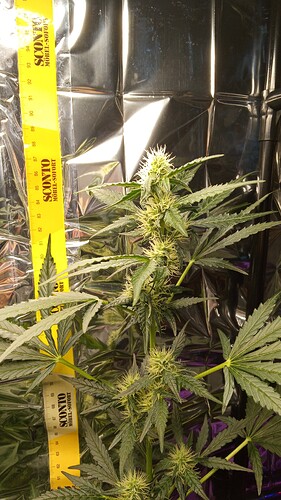 Growreport Bild 5