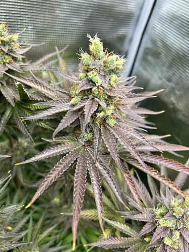 Nahaufnahme einer Cannabis-Blüte in der späten Blütephase mit ausgeprägter violetter Blattfärbung und Trichombesatz.