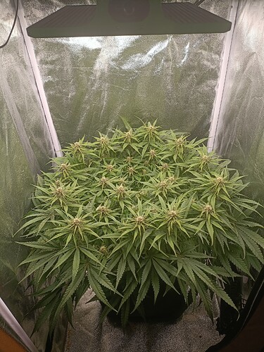 Growreport Bild 1