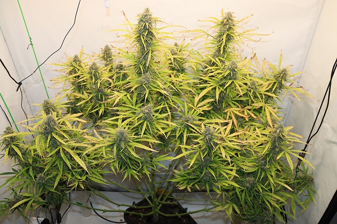 Growreport Bild 3