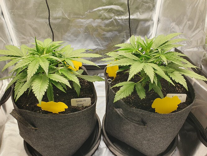 Growreport Bild 5