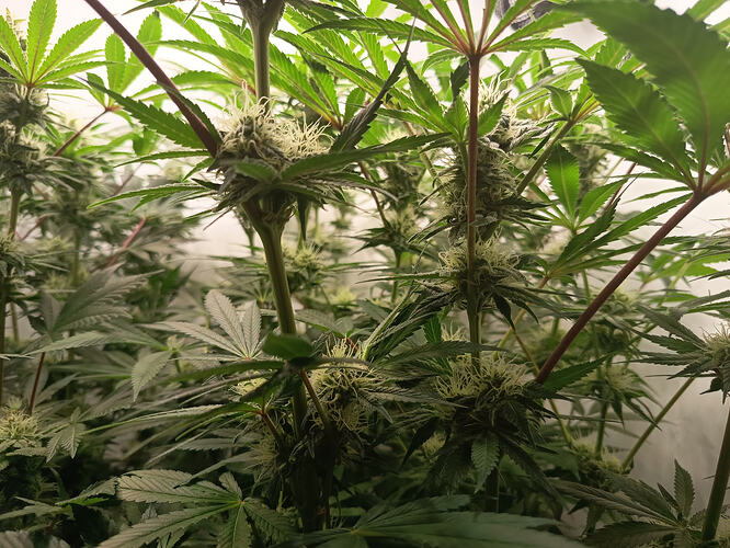 Growreport Bild 17