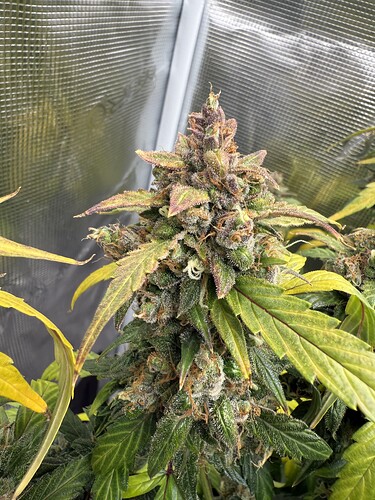 Growreport Bild 3
