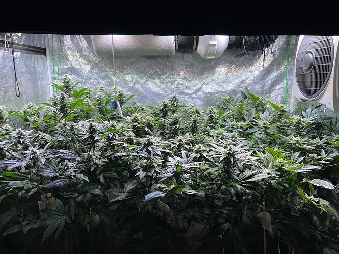Growreport Bild 1