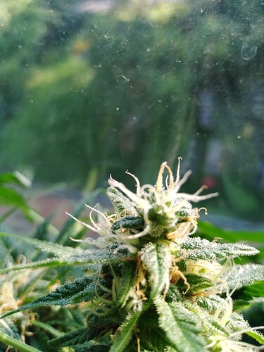 Growreport Bild 8