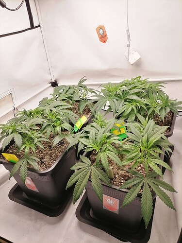 Growreport Bild 5