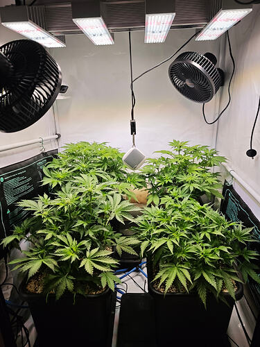 Growreport Bild 36