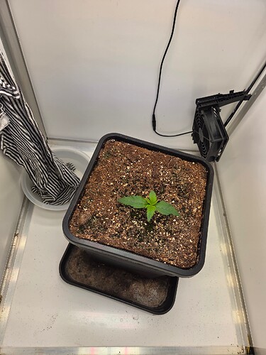 Growreport Bild 1