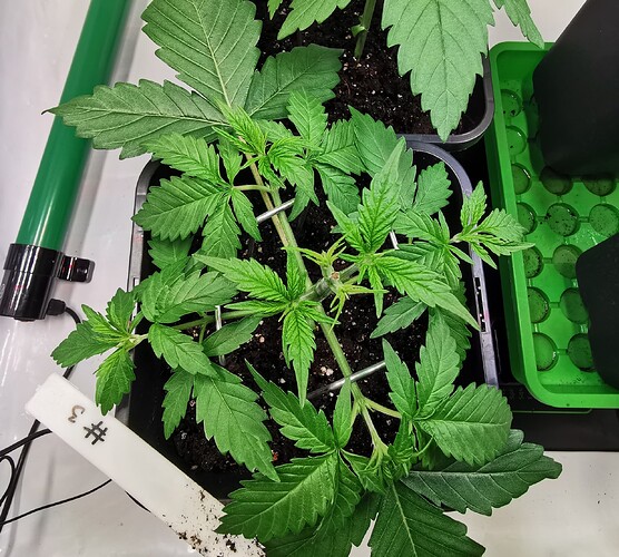 Growreport Bild 8