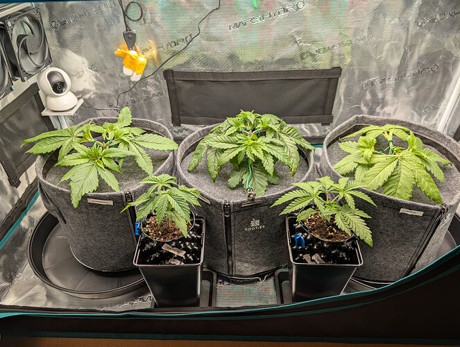 Growreport Bild 5