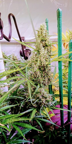 Growreport Bild 16