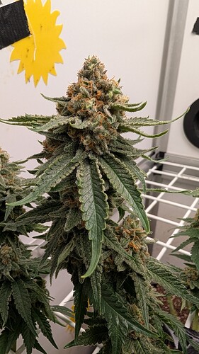 Growreport Bild 8