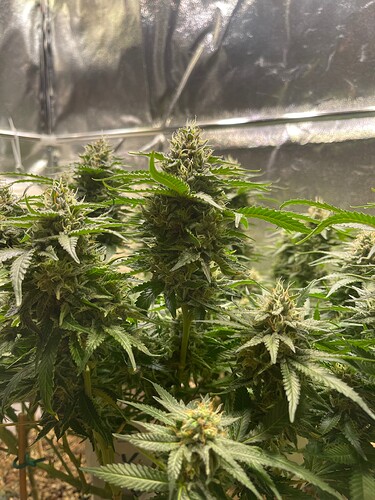Growreport Bild 11