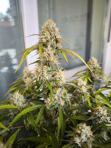 Growreport Bild 5