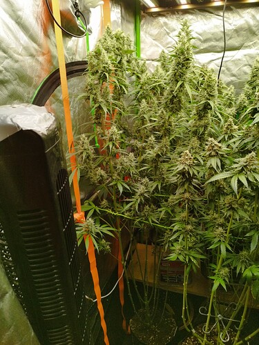 Mehrere Cannabis-Pflanzen in der Blütephase, die in einem Zelt wachsen. Die Pflanzen sind hoch und buschig mit vielen Blütenständen.