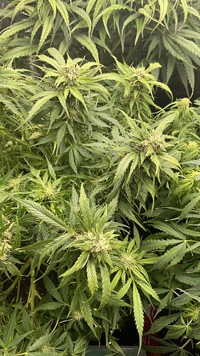Nahaufnahme einer blühenden Cannabispflanze mit sichtbaren Blütenständen und Blättern.