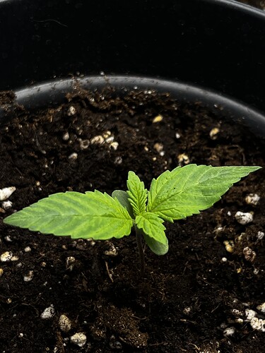 Growreport Bild 1