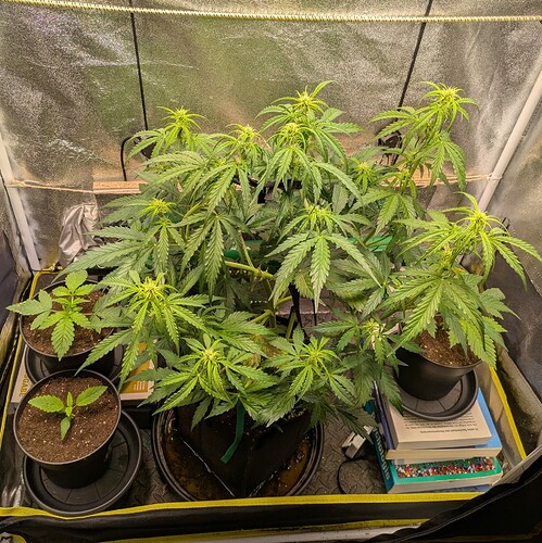Growreport Bild 2