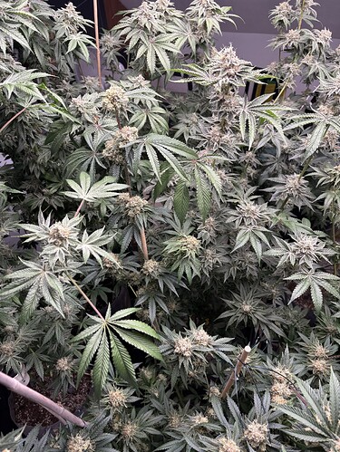 Growreport Bild 7