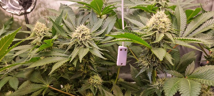 Growreport Bild 27