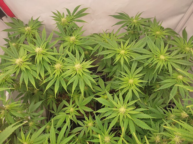 Growreport Bild 3