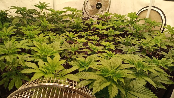 Growreport Bild 2