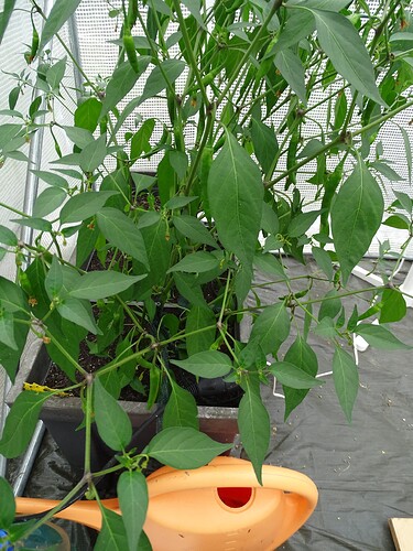 Growreport Bild 21