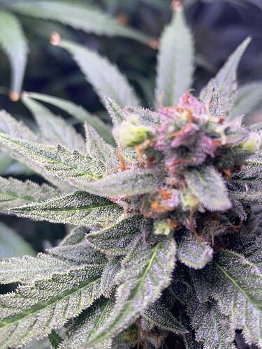 Growreport Bild 19