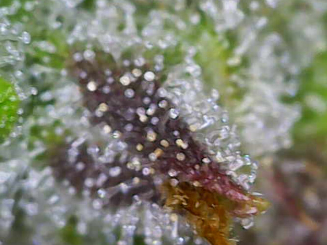 Image_2025-01-03 15_35_41_301