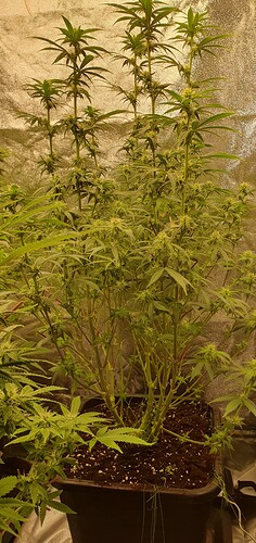 Growreport Bild 11