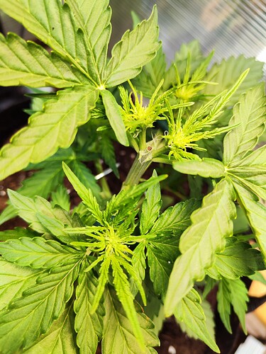 Growreport Bild 33