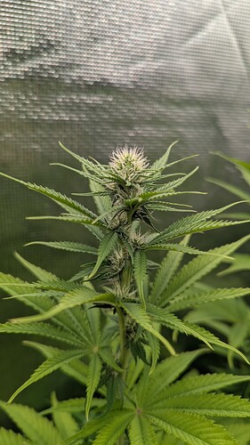 Growreport Bild 3