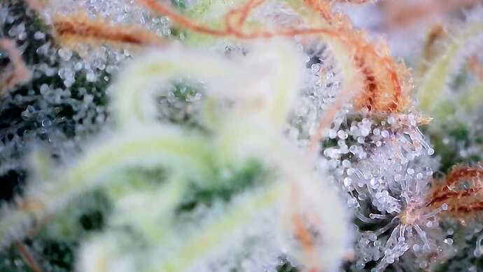 Growreport Bild 3