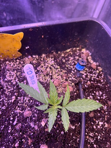 Growreport Bild 11