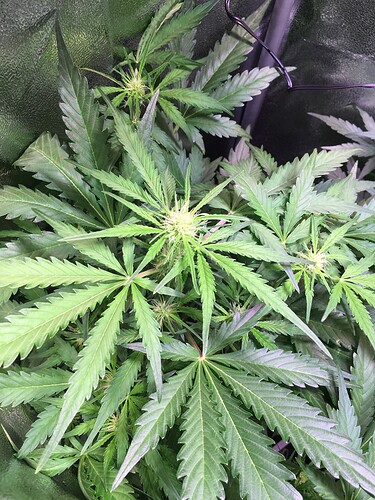 Growreport Bild 2