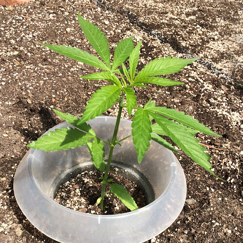 Grow26_0609_10