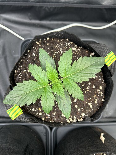 Growreport Bild 5