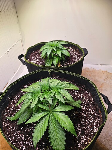 Growreport Bild 2