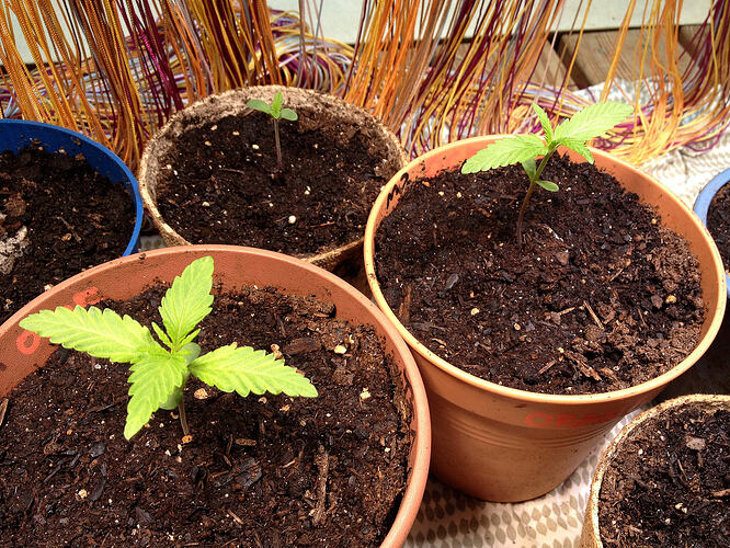 Grow26_0519_03