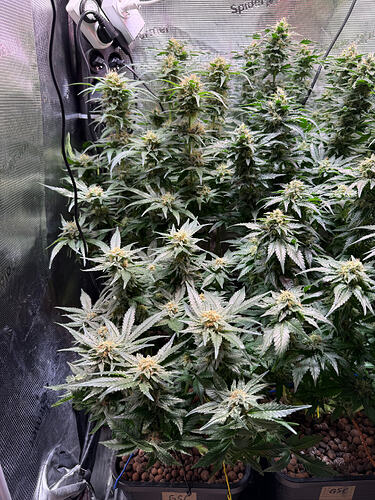 Growreport Bild 32